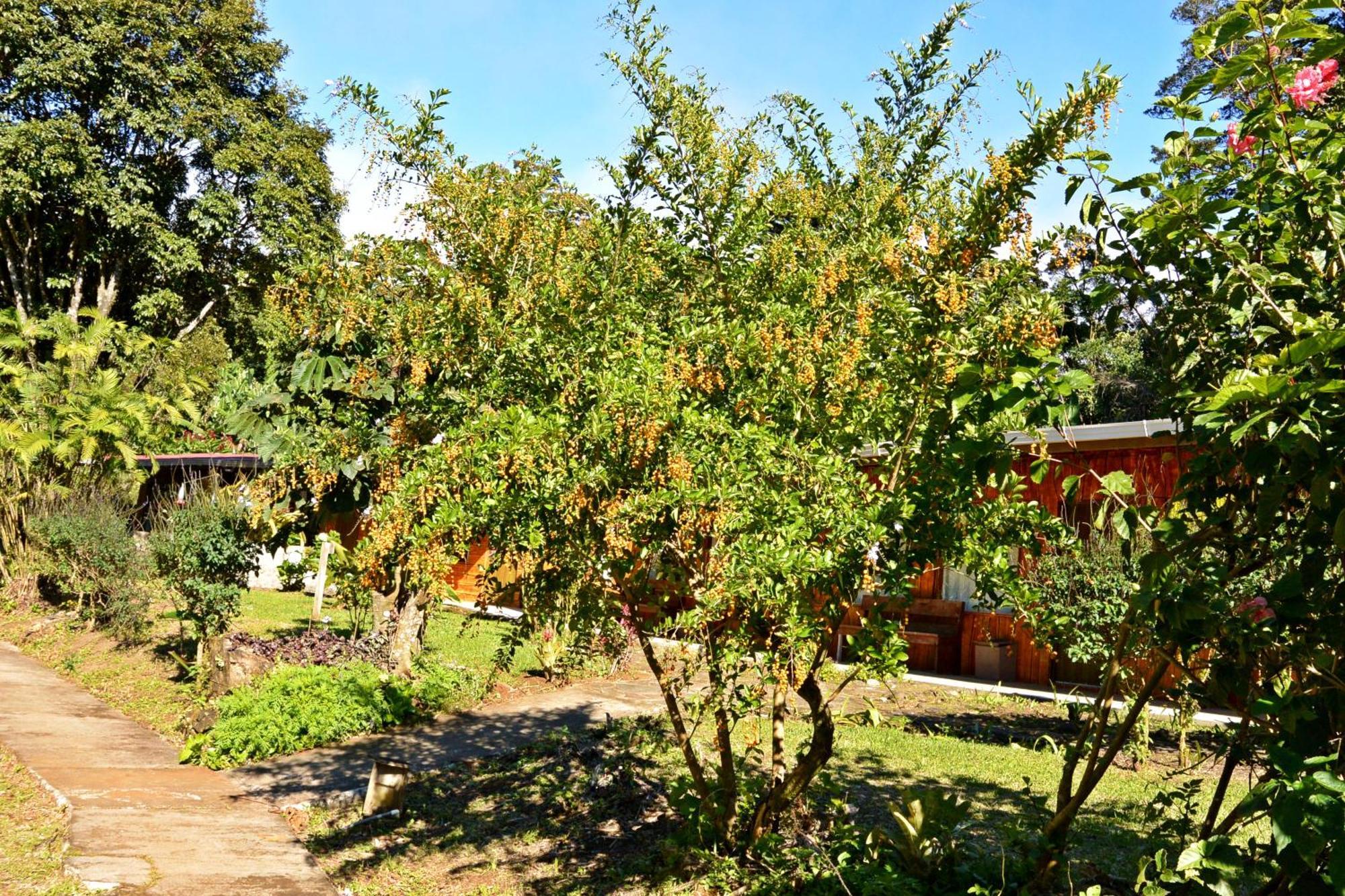 Elida Trails & Eco-Lodge Монте-Верде Экстерьер фото